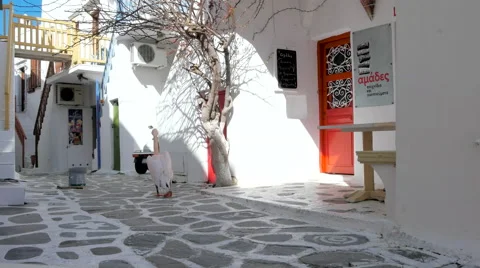 Pelican Strolling down the street in Mykonos Stock Footage
