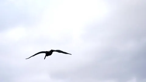 Pelican in Strong Wind Mid-Flight Stock Footage 305957139