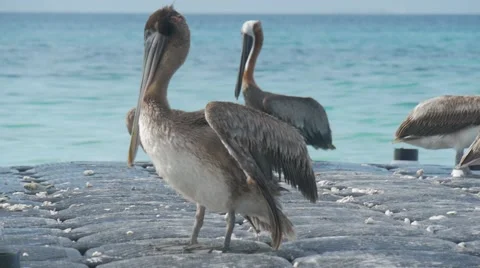 Pelican Sunbathing Vidéo 64291519