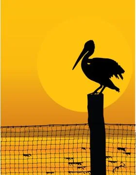 Pelican Sunset Stock Illustration