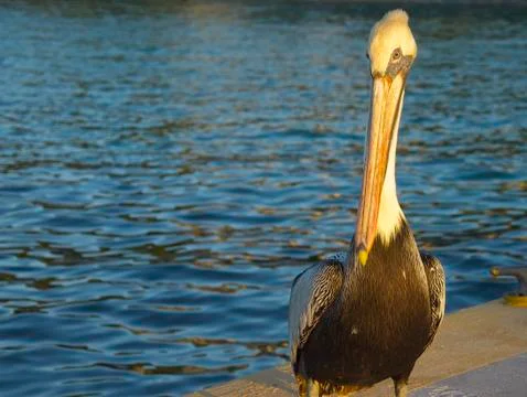 Pelican in the Sunset Foto stock
