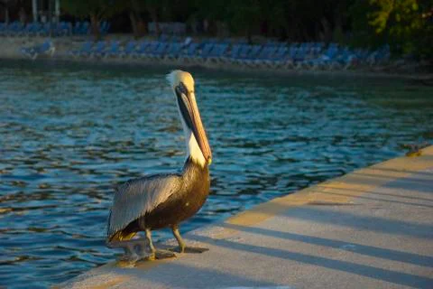 Pelican in the Sunset Foto stock
