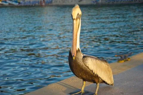 Pelican Sunset Foto stock