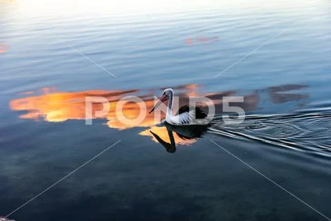 Pelican at Sunset Stock Photos