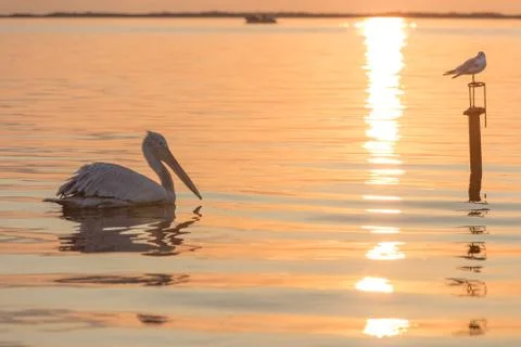 Pelican at sunset Foto stock