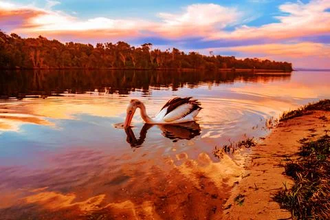 Pelican Sunset Reflection Stock Photos