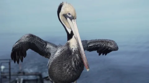 Pelican super slow motion Stock-Footage 74901195