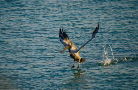 Pelican on the surface of the sea. Stock Photos