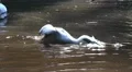 Pelican swimming and splashing in a sunny pond HD Footage