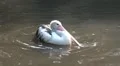 Pelican swimming and splashing in a sunny pond HD Footage