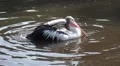 Pelican swimming and splashing in a sunny pond HD Footage