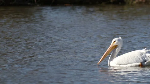 Pelican Swimming Stock Footage 90934985