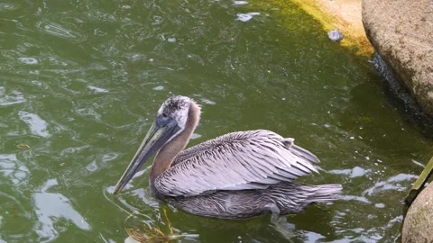A pelican is swimming Stock Footage 253740039