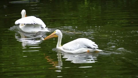 A pelican is swimming Stock Footage 254120535