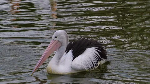 A pelican is swimming Stock Footage 274636847