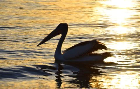 Pelican Swimming Stock Photos