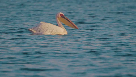 Pelican swims on the water surface Stock Footage 244015504