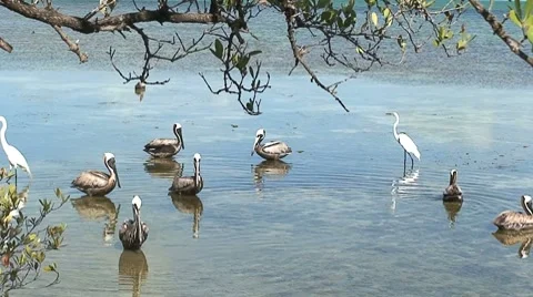 Pelican tableau Stock Footage 8623276