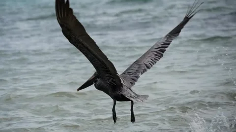 Pelican take off 動画素材 62873689