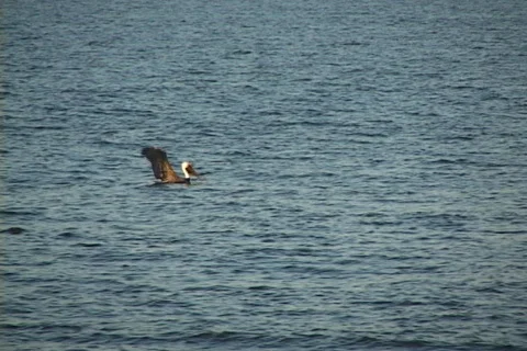 Pelican Takeoff Stock Footage 545529