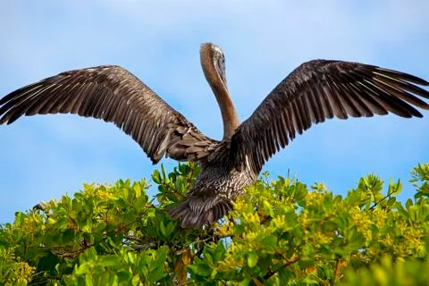 Pelican takeoff Stock Photos