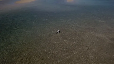 Pelican taking flight Stock Footage 96991241