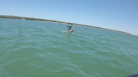 Pelican taking flight next to sailboat anchored off Sanibel Stock Footage 178487865
