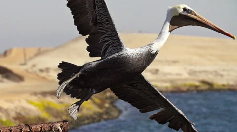 Pelican Taking Flight In Super Slow Motion Stock Footage 31750831
