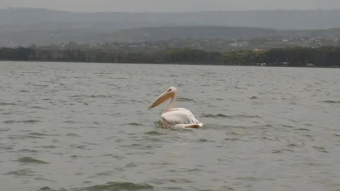 Pelican taking of Stock Footage 244237254