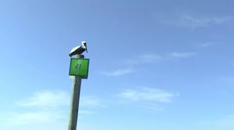 Pelican taking off from its perch Stock-Footage 12307392