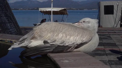 Pelican taking a nap at harbor Stock Footage 72517252