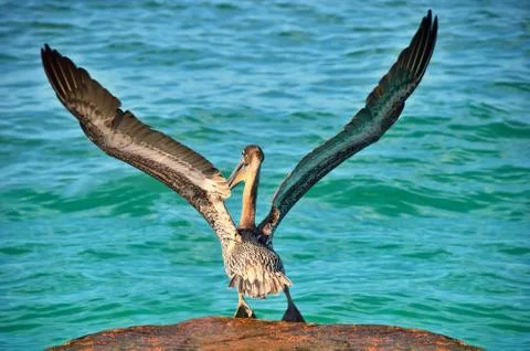 Pelican taking off Stock Photos