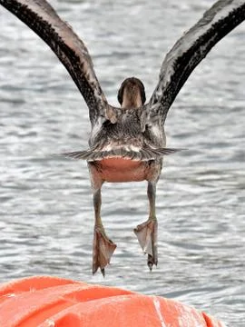 Pelican taking off Stock-Fotos