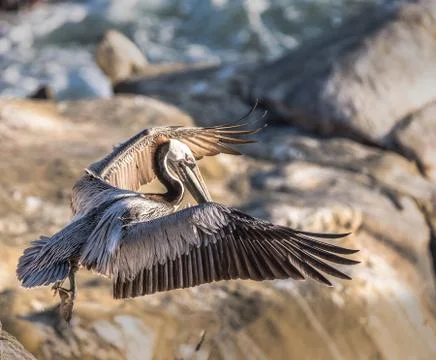 Pelican Taking Off Stock Photos