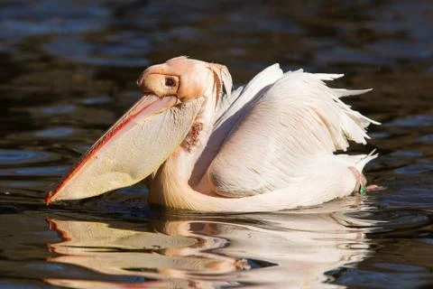 Pelican taking a refreshing Stock Photos