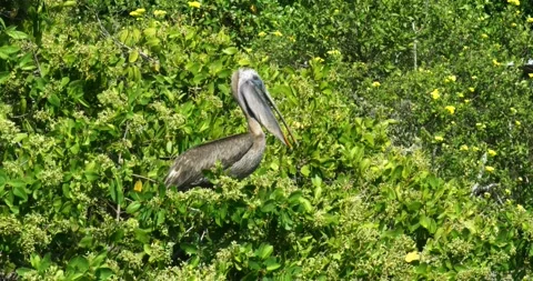 Pelican taking a rest on a huge tree on Santa Cruz island's beach. Stock Footage 256899900