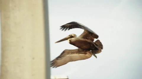 Pelican taking off slow motion Stock Footage 48769919