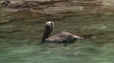 Pelican taking off from water Stock Footage 22668441