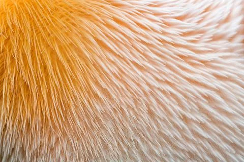 Pelican texture Stock-Fotos