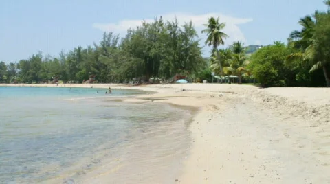 Pelican Tree Vídeos de archivo 769330