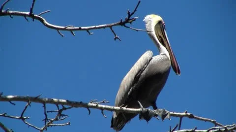 Pelican on tree Video stock 8839636