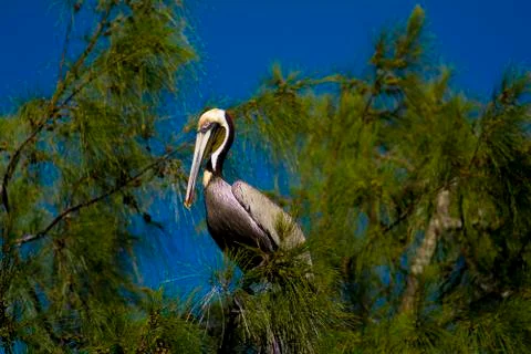 Pelican in a tree Foto stock