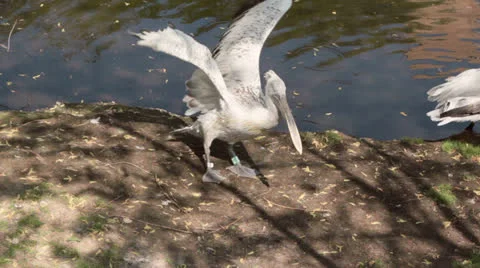 Pelican try to fly Stock Footage 26062857