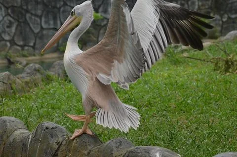 Pelican try to fly Stock Photos