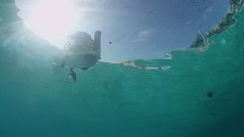 Pelican from underwater Stock Footage 83630151