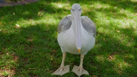 Pelican walking on grass, turning, preening, outdoor wildlife portrait Stock Footage 345700909