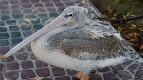 Pelican walking on paved path, side profile stationary Stock Footage 345701315