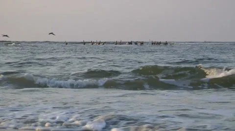 Pelican watch Stock Footage 36956334