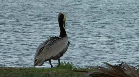 Pelican By Water 01 Stock Footage