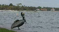 Pelican By Water 02 HD Footage